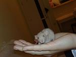     
: 010520115443.jpg
: 35
:	65.2 
ID:	2602099