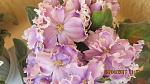     
: IMG_1145.jpg
: 24
:	103.2 
ID:	2604178