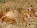     
: IMG_0667.jpg
: 32
:	205.4 
ID:	2609575