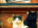     
: IMG_0743_0.jpg
: 107
:	88.0 
ID:	2610015