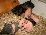     
: DSC02755.JPG
: 33
:	222.4 
ID:	2614884