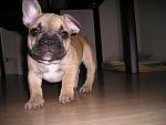     
: P1010027.jpg
: 65
:	117.2 
ID:	2623239