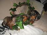     
: IMG_8521.jpg
: 42
:	141.0 
ID:	2623947