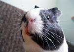     
: IMG_2119.jpg
: 16
:	113.7 
ID:	2633670