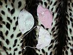     
: Photo-0061.jpg
: 22
:	102.5 
ID:	2640660