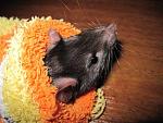     
: IMG_1268.jpg
: 63
:	52.1 
ID:	2659319