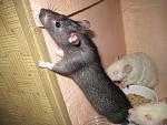     
: IMG_1313.jpg
: 64
:	50.3 
ID:	2659334