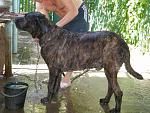     
: P7190130dog.jpg
: 35
:	127.1 
ID:	266085
