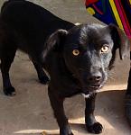     
: PA201882dog.jpg
: 93
:	55.8 
ID:	266088