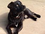     
: PA201904dog.jpg
: 35
:	110.3 
ID:	266090