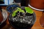     
: DSC_4164.JPG
: 34
:	126.3 
ID:	2666417