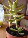     
: 17.03.2009 11-34-44_0003.jpg
: 15
:	37.8 
ID:	266939