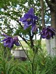     
: IMG_1693.JPG
: 9
:	86.1 
ID:	2671114