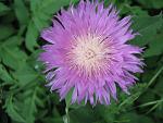     
: IMG_1699.JPG
: 5
:	68.2 
ID:	2671116