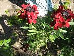     
: IMG_2517.JPG
: 5
:	113.7 
ID:	2671149