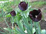     
: IMG_2629.JPG
: 6
:	96.5 
ID:	2671170
