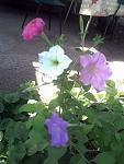     
: Image049.jpg
: 16
:	62.8 
ID:	2671253