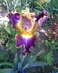     
: Фото032.jpg
: 36
:	130.0 
ID:	2672422