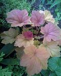     
: Фото044.jpg
: 18
:	103.1 
ID:	2676643
