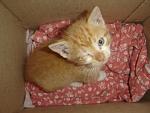     
: Котенок рыжий. 002.jpg
: 86
:	148.8 
ID:	2678227