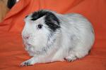     
: DSC_0151.jpg
: 39
:	40.9 
ID:	2681050
