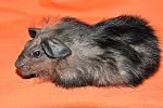     
: DSC_0101.jpg
: 28
:	64.8 
ID:	2681054