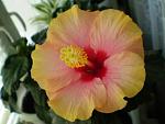     
: P5210016.JPG
: 21
:	21.6 
ID:	268407