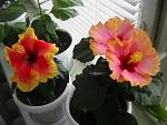     
: IMGA0810.JPG
: 54
:	23.8 
ID:	268425
