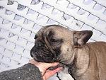     
: Французя, 2 февр. 2010&#.JPG
: 37
:	82.5 
ID:	2684624
