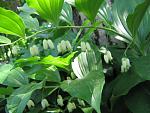     
: IMG_4917.JPG
: 20
:	80.8 
ID:	2687401