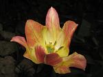     
: IMG_4945.JPG
: 10
:	48.4 
ID:	2687411