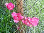     
: DSCN0106.jpg
: 19
:	216.3 
ID:	2687452