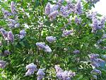     
: IMG_1711.JPG
: 11
:	155.8 
ID:	2692020