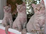     
: DSCN3261.JPG
: 40
:	230.8 
ID:	2701073