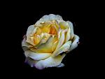     
: R2.jpg
: 11
:	75.9 
ID:	2703882