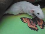     
: Фото0135.jpg
: 20
:	109.3 
ID:	2705626