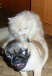     
: x_f6cd55d5.jpg
: 43
:	26.2 
ID:	270775