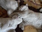     
: DSCN3303.JPG
: 30
:	233.4 
ID:	2709240