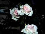     
: R5.jpg
: 21
:	70.4 
ID:	2710303