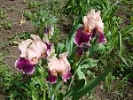     
: DSC01024.JPG
: 19
:	136.3 
ID:	2711238