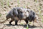     
: 1227961325_4f67z7m-possumfamilytrip001.jpg
: 14
:	57.8 
ID:	2714496