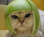     
: cat1_1.jpg
: 11
:	23.0 
ID:	2714508