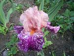     
: S4024920.jpg
: 19
:	209.7 
ID:	2714712
