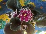     
: 30052011027.jpg
: 37
:	108.3 
ID:	2714724