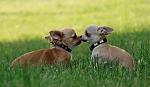     
: IMG_7266.jpg
: 45
:	133.4 
ID:	2715900