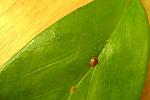     
: DSC01447.JPG
: 18
:	30.6 
ID:	2717142
