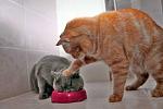     
: 6ed7636bc66bdaa882ef2fe422d616f4.jpg
: 12
:	35.4 
ID:	2717582
