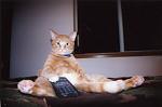     
: bf9febc4391079a9880e0a00bcf05744.jpg
: 11
:	29.4 
ID:	2717595