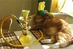     
: 6276107003f8b43b20cdbcad3a597551.jpg
: 12
:	66.1 
ID:	2717627