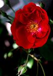     
: R16.jpg
: 19
:	50.3 
ID:	2720764